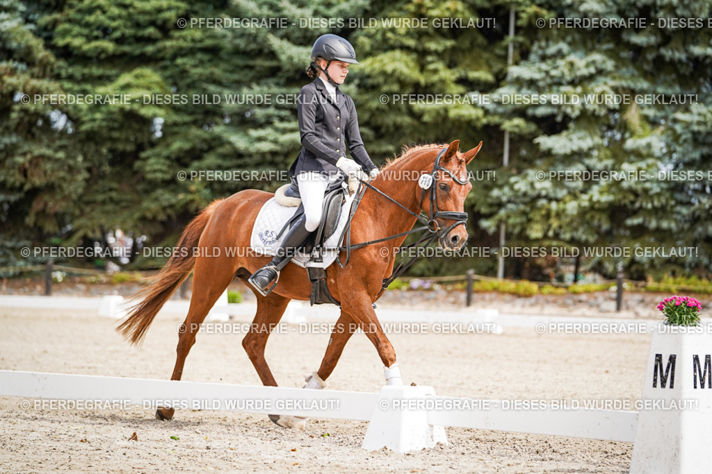 DSC02552 | Pferdegrafie