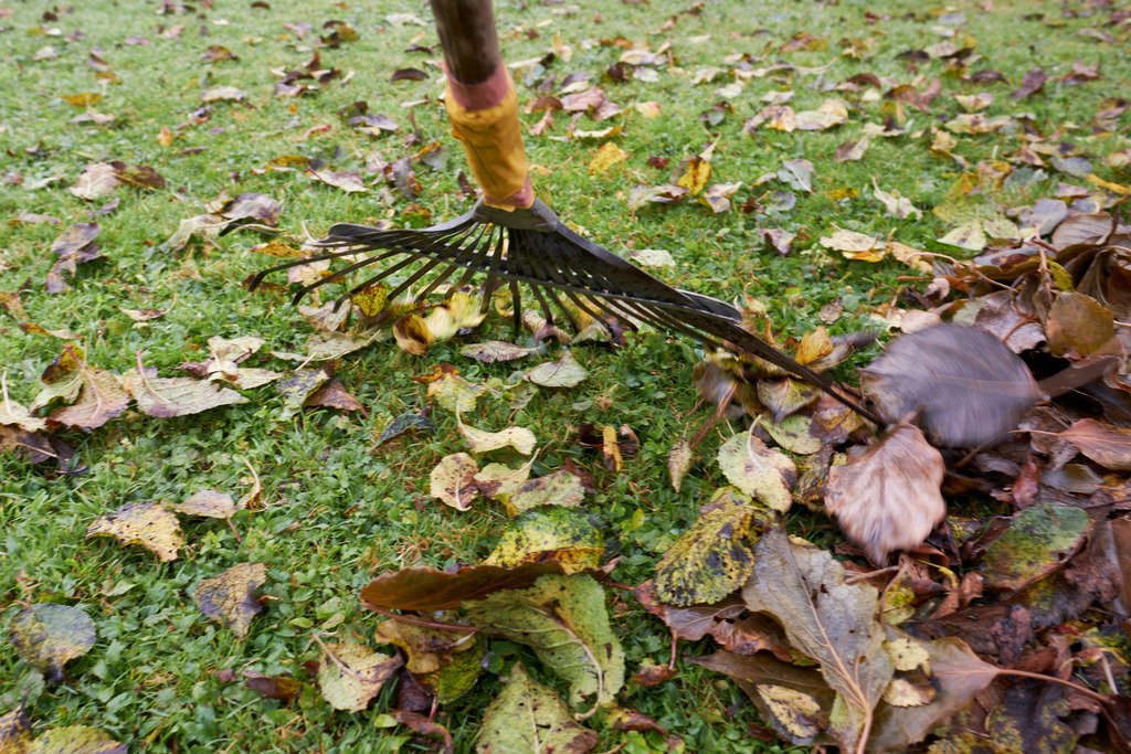Laubrechen mit Laub in der Wiese | Austria - October 31, 2021: Laubrechen mit Laub in der Wiese. - Realisiert mit Pictrs.com