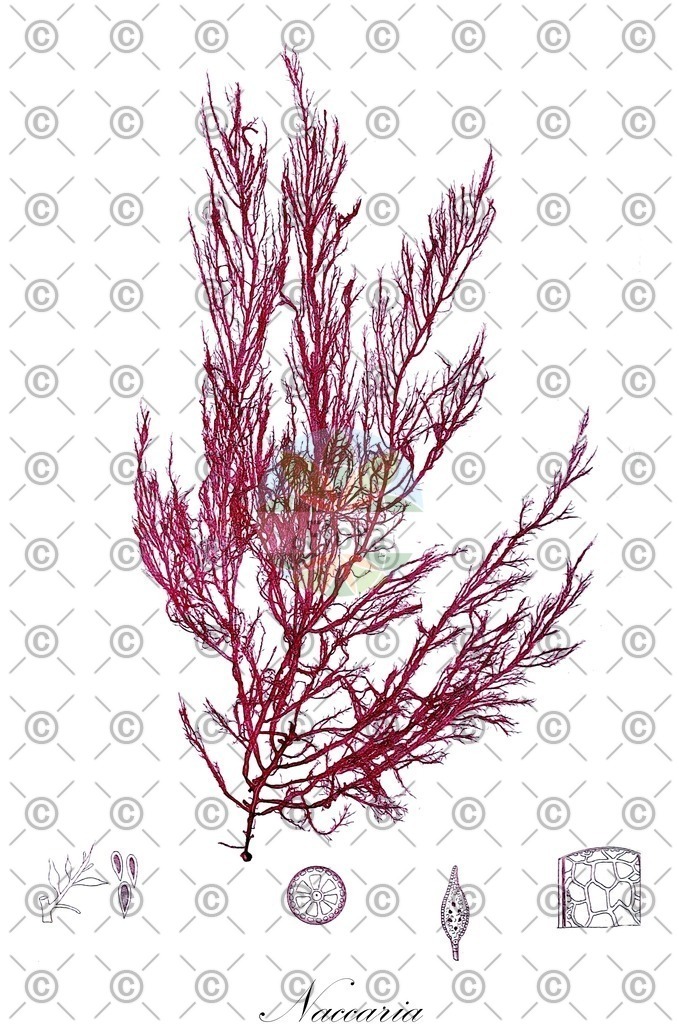 HistAbb_wfo-0000380815_1_ENZY_Simple | Historische Abbildung von Naccaria - Naccariaceae (0) | Historical Illustration of Naccaria - Naccariaceae (0)