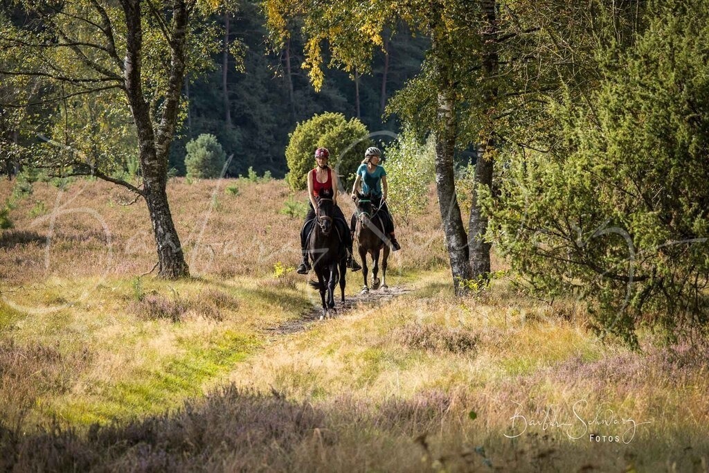 DdLH-WehlenerHeide_2025-09-20_56 | Fotografie, Veranstaltungs-Fotografie, Pferde-Fotografie, Landschafts-Fotografie, Reise-Fotografie - Realisiert mit Pictrs.com