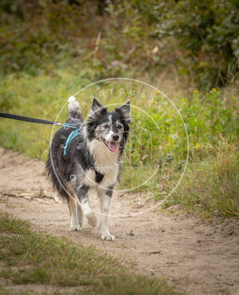 Pfotenfotografie_DV3A7610 | Hundefotografie, Tierfotograf, Pfotenfotografie, Fotoshooting Hund, Hunde Portrait, Hundesport, Hundeportraits, Heideshooting, Hunde, Sportfotograf, Hundefotograf, Turnierhundsport, THS,  - Realisiert mit Pictrs.com