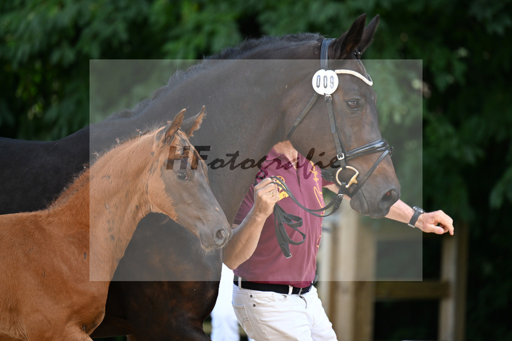 Kat-Nr. 9 Va Bene x Fidertanz_HF_Winklmaier_29251473 | hf-fotografie - Realizzato con Pictrs.com