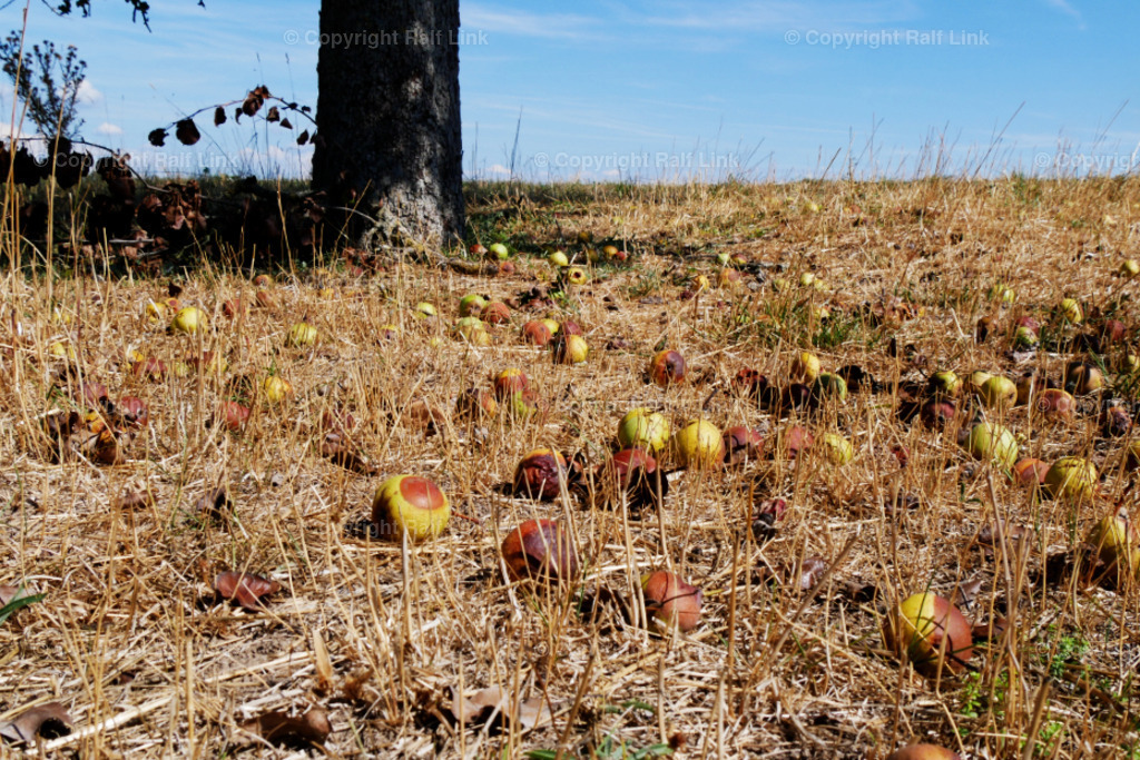 Obstwiese | Obstwiese