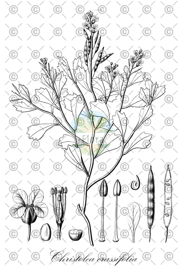 HistAbb_wfo-0000603718_1_ENZY_Simple | Historische Abbildung von Christolea crassifolia - Brassicaceae | Historical Illustration of Christolea crassifolia - Brassicaceae