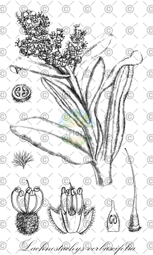 HistAbb_wfo-0000221786_1_ENZY_Simple | Historische Abbildung von Lachnostachys verbascifolia - Lamiaceae | Historical Illustration of Lachnostachys verbascifolia - Lamiaceae