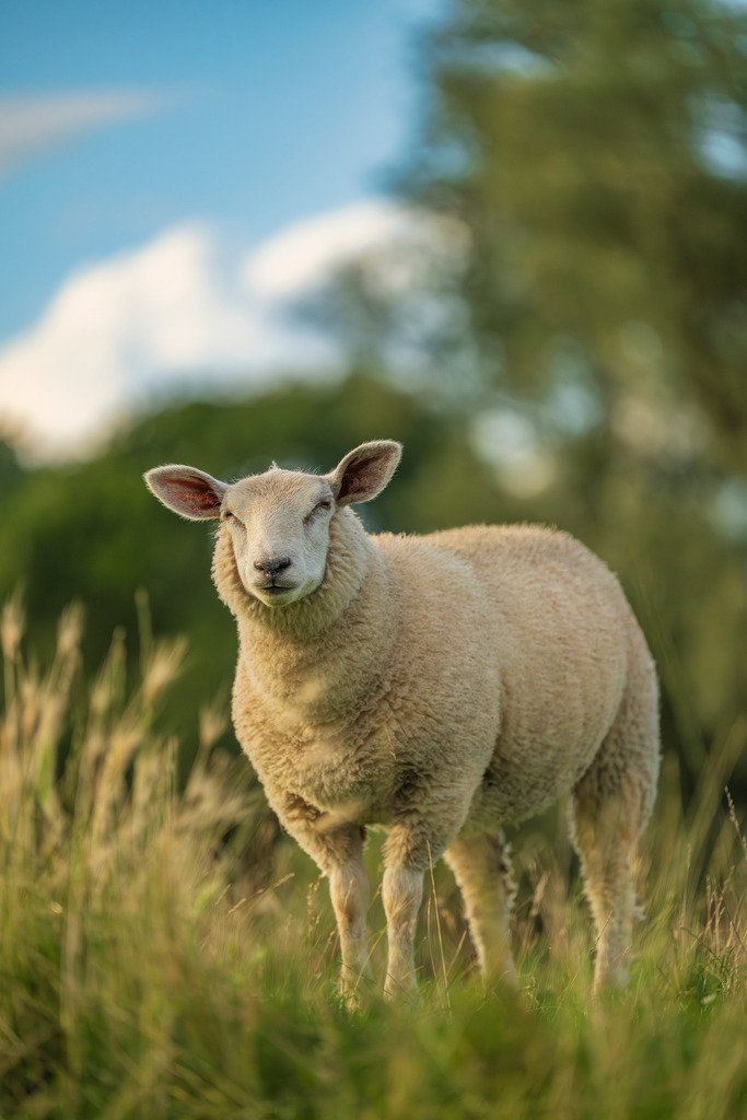 2025_07_29_HETLINGER SCHANZE_MCP0120 | Hochwertig gedruckte Fotografien für die Wand, als Kalender und zum Verschenken. Hamburg & Norddeutschland und überall wo ich mit der Kamera unterwegs war.