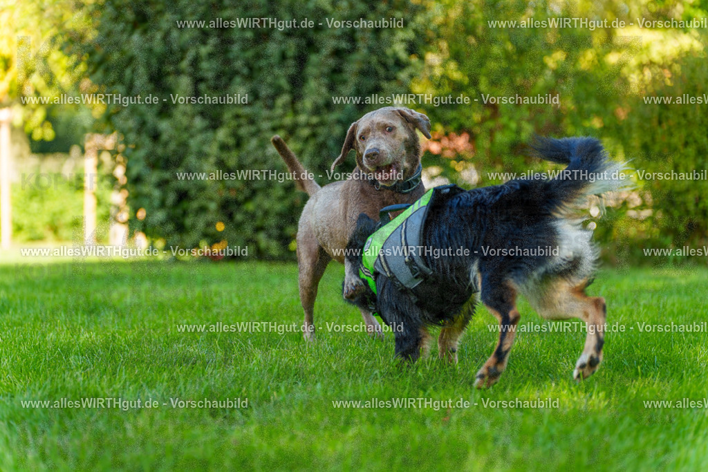 Hundeschwimmen_Grefrath_2026-allesWIRTHgut_Tierfotografie-13_53-7R508667 | Professionelle Tierfotografie in Mönchengladbach von Daniel Wirth (allesWIRTHgut). Liebevolle & natürliche Bilder von Hunden & Katzen für unvergessliche Erinnerungen.