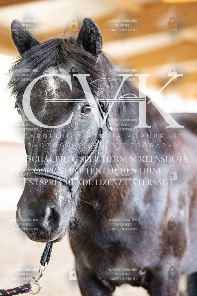 CK907975 | Turnierfotografie Pferdefotografie Trier Rheinland-Pfalz Pferdesport Reitsport Tierfotografie Sportfotografie Pferdevideo Pferdevideografie Equestrianvideography equestrianphotography  - Realisiert mit Pictrs.com