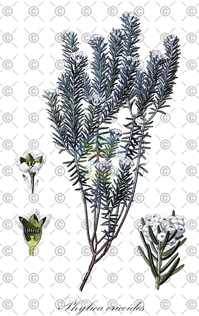 HistAbb_wfo-0001267526_1_ENZY_Simple | Historische Abbildung von Phylica ericoides - Rhamnaceae | Historical Illustration of Phylica ericoides - Rhamnaceae