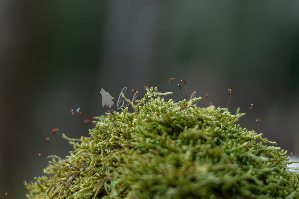 701A6921  | Sportbilder, Sportfotograf, Hochzeits- und Eventfotografin, Flugshows, Portraits und Tiershooting, Aviation, Downhill, Nationalleague, Swissleague, International