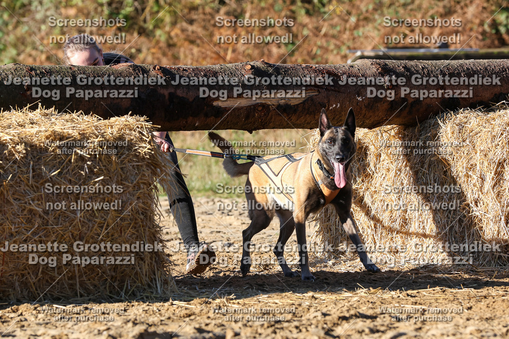 Dog Paparazzi - Strongdog 10-25-1786 | Dog Paparazzi Jeanette Grottendiek Fotografie & Videografie - Realisiert mit Pictrs.com