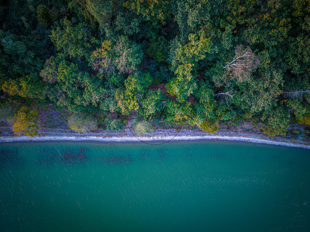 Luftaufnahme eines Waldes entlang einer Küstenlinie mit grünem Wasser | Luftaufnahme eines Waldes entlang einer Küstenlinie mit grünem Wasser, Zeulenrodaer Meer, Zeulenroda, Thüringen, Deutschland - Realisiert mit Pictrs.com