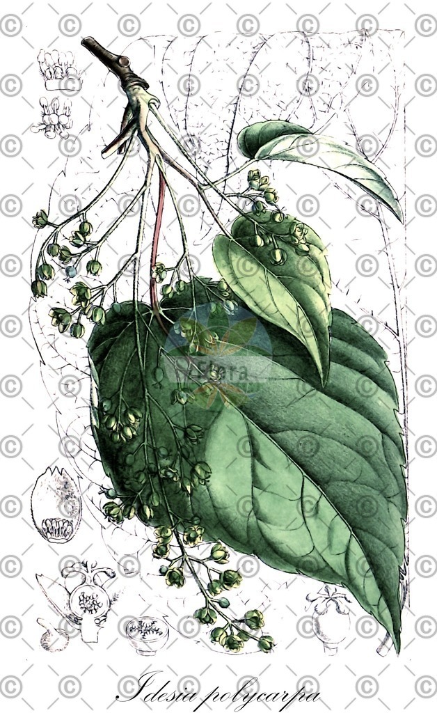 HistAbb_EMP_7530109_1_SIMPLE | Historische Abbildung von Idesia polycarpa - Salicaceae | Historical Illustration of Idesia polycarpa - Salicaceae