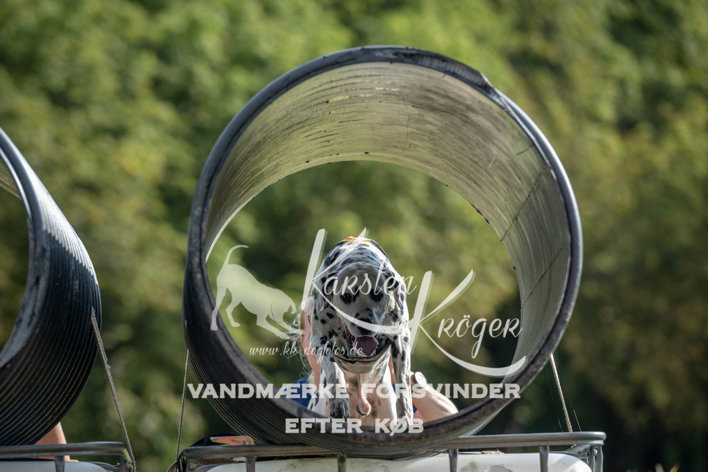 0932_ZZ90545 | kk-dogfotos