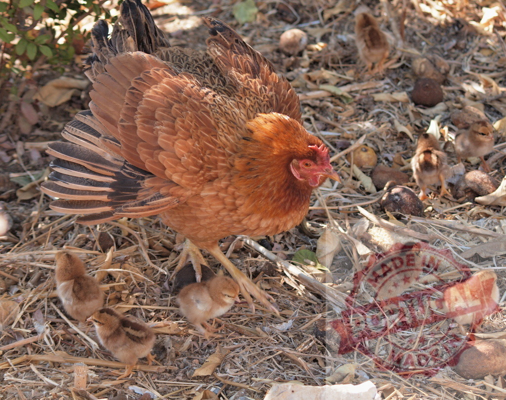 Hen protecting chicks on a farm showing motherhood | Brown hen guarding her baby chicks on dry ground, depicting family and protection - Realized with Pictrs.com