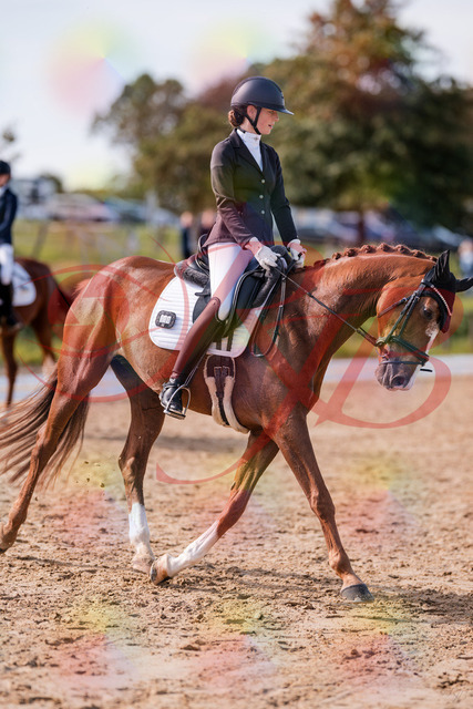 2026_10_03_Siefer-Hof_133105_Z81_84380579 | Professionelle Reitsport-, Turnier- und Eventfotografie von Robert Broda. Galerien mit ausgewählten und bearbeiteten Bildern direkt online ansehen und bestellen.