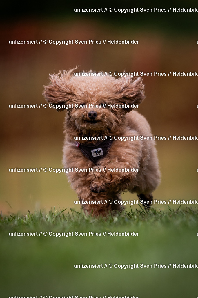 Sven Pries | 2024-04-21 - Hunderennen Baden-Oos
Foto: Sven Pries - Realisiert mit Pictrs.com