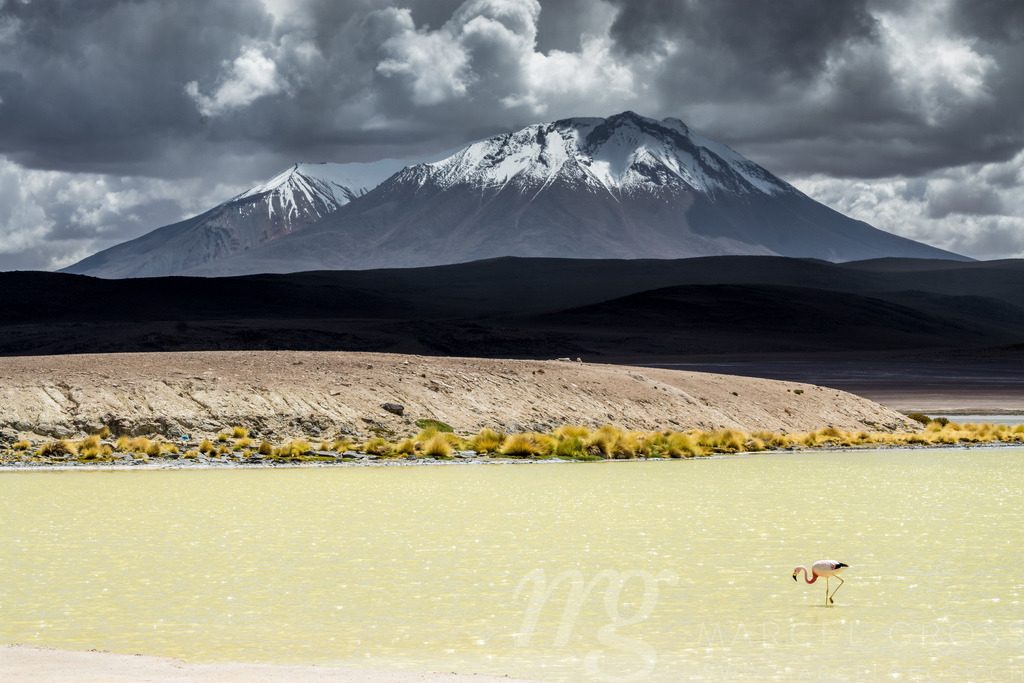 a storm is approaching in the Altiplano | a lone Andean flamingo when a storm is approaching. Captured in a high altitude laguna in the Bolivian Andes - Realisiert mit Pictrs.com