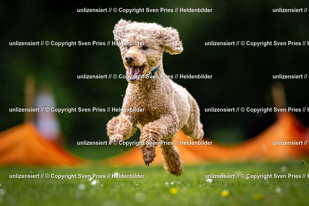 Sven Pries | 2026-05-14 - Hunderennen KA Durlach Vatertag 2026 - Realisiert mit Pictrs.com