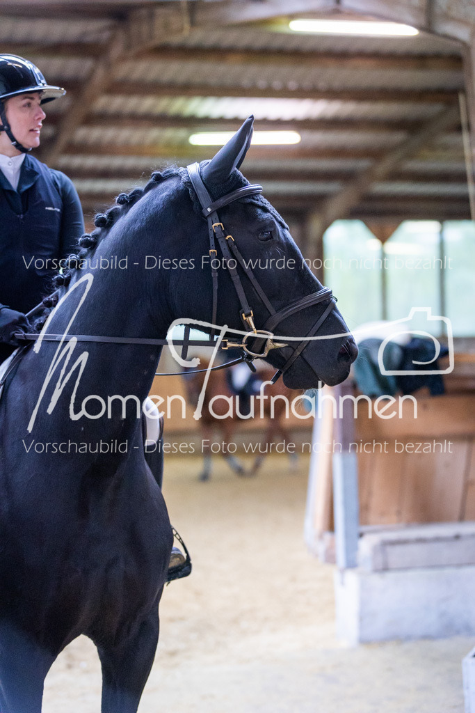 Sth-Gewöhnung-015 | MomenTaufnahmen Pferdesportfotos
