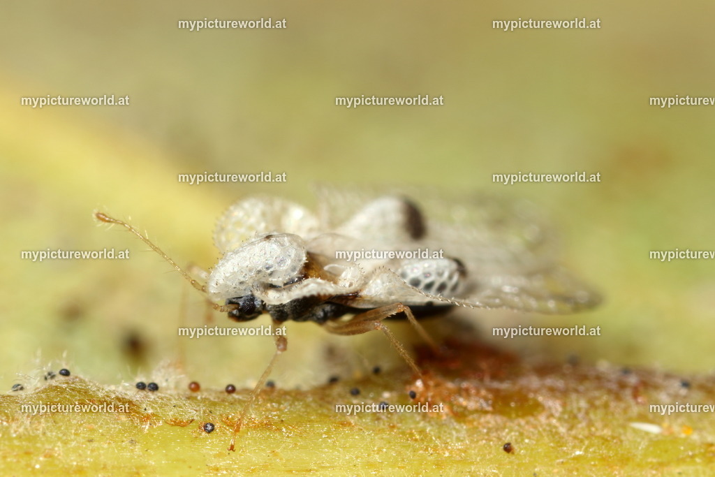 Corythucha ciliata-008 | Das Bilderarchiv über Tiere, Planzen und Landschaften. In der Bilddatenbank finden Sie ein große Auswahl an hochwertigen Bilder für Ihre Werbung - Realized with Pictrs.com