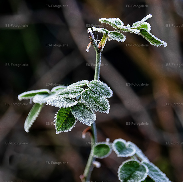 Winter-Frost