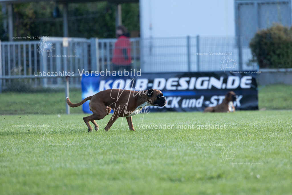_16A6214 | Einzigartige Fotos von Hunden & Menschen –Actionfotos, Portraits, Vereinsaufnahmen & Paarshootings – authentisch, lebendig & mit Herz.