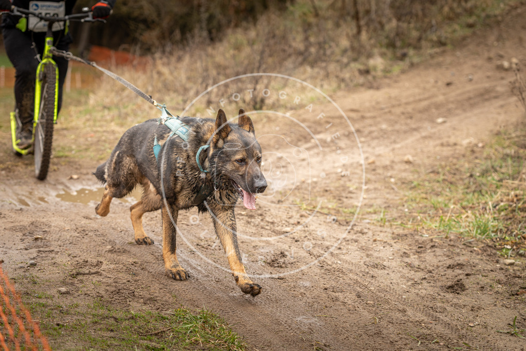 DV3A1627 | Hundefotografie, Tierfotograf, Pfotenfotografie, Fotoshooting Hund, Hunde Portrait, Hundesport, Hundeportraits, Heideshooting, Hunde, Sportfotograf, Hundefotograf, Turnierhundsport, THS,  - Realisiert mit Pictrs.com