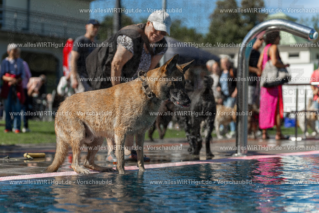 Hundeschwimmen_Volksbad_2026-allesWIRTHgut_Tierfotografie-2609061159-110953-7R500040 | Professionelle Tierfotografie in Mönchengladbach von Daniel Wirth (allesWIRTHgut). Liebevolle & natürliche Bilder von Hunden & Katzen für unvergessliche Erinnerungen.