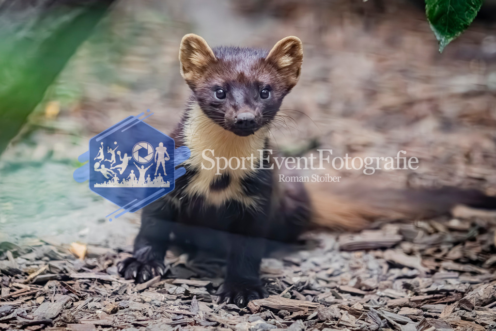 IMG_2925 | SportEventFotografie - Roman Stoiber