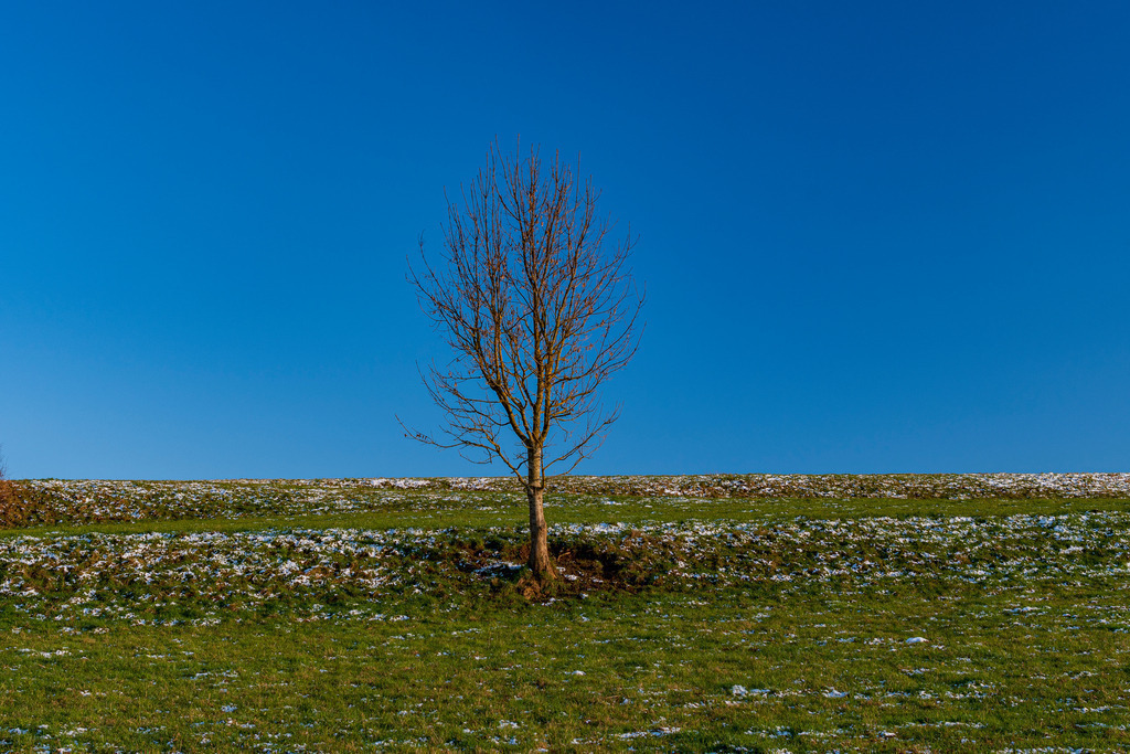 Mystische Bäume - Matzingen, Schweiz | Die Mystik der Bäume unterscheidet sich je nach Jahreszeit  - Realisiert mit Pictrs.com