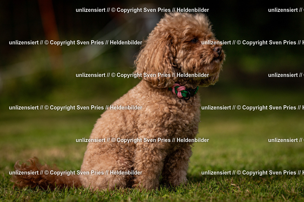 Sven Pries | 2024-09-22 - Hunderennen Baden-BadenPudelverein - Realisiert mit Pictrs.com