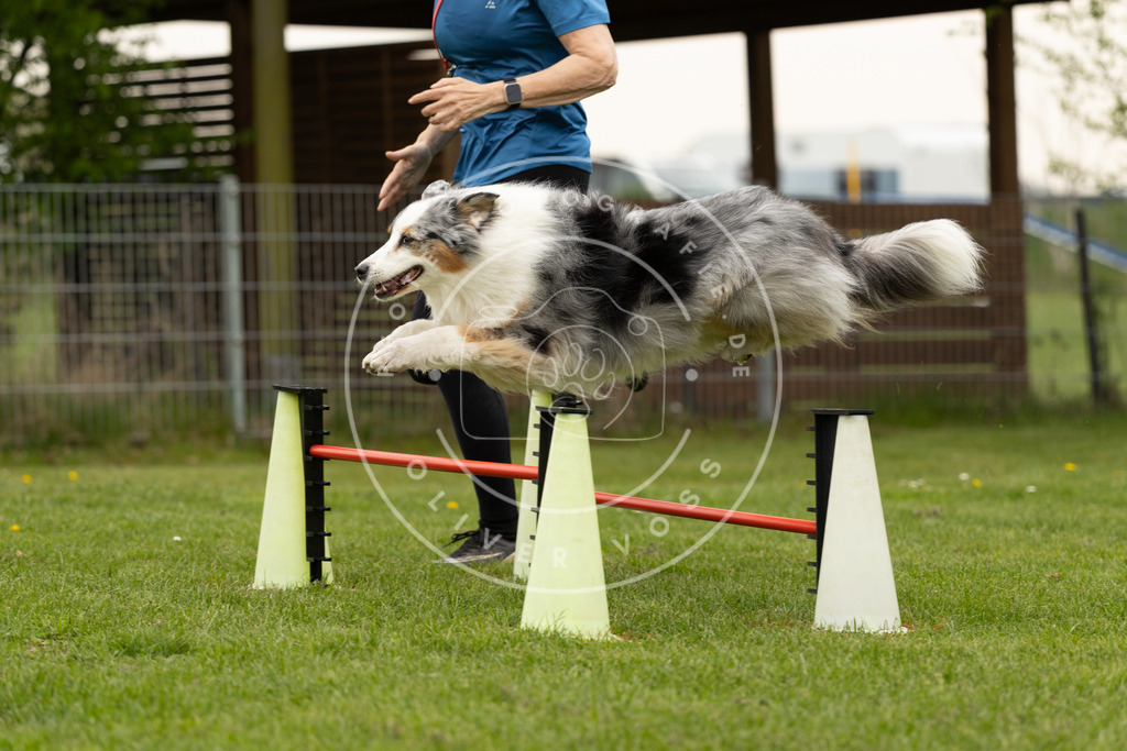 Pfotenfotografie_DV3A9302 | Hundefotografie, Tierfotograf, Pfotenfotografie, Fotoshooting Hund, Hunde Portrait, Hundesport, Hundeportraits, Heideshooting, Hunde, Sportfotograf, Hundefotograf, Turnierhundsport, THS,  - Realisiert mit Pictrs.com