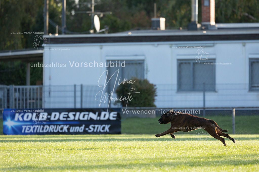 _16A6051 | Einzigartige Fotos von Hunden & Menschen –Actionfotos, Portraits, Vereinsaufnahmen & Paarshootings – authentisch, lebendig & mit Herz.