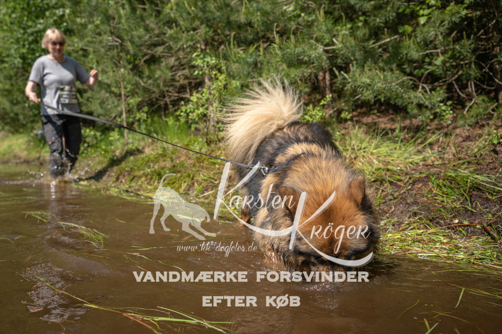 1528DKK993445 | kk-dogfotos