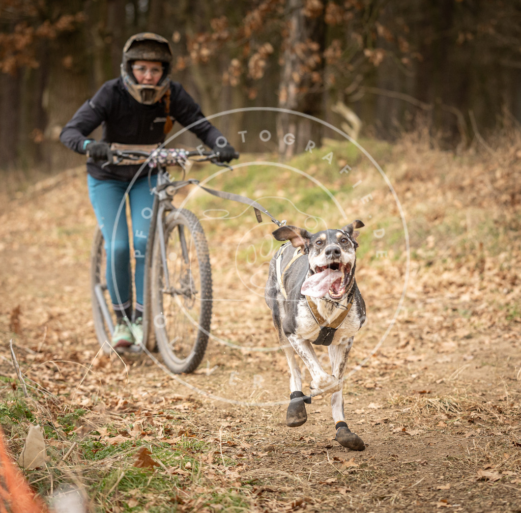 Pfotenfotografie_DV3A4075 | Hundefotografie, Tierfotograf, Pfotenfotografie, Fotoshooting Hund, Hunde Portrait, Hundesport, Hundeportraits, Heideshooting, Hunde, Sportfotograf, Hundefotograf, Turnierhundsport, THS,  - Realisiert mit Pictrs.com