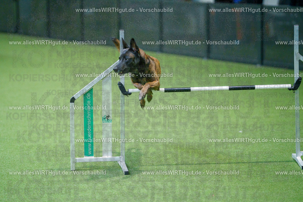 @allesWIRTHgut_Tierfotografie - www.allesWIRTHgut.de - 2604250947-7R508970 | Professionelle Tierfotografie in Mönchengladbach von Daniel Wirth (allesWIRTHgut). Liebevolle & natürliche Bilder von Hunden & Katzen für unvergessliche Erinnerungen.