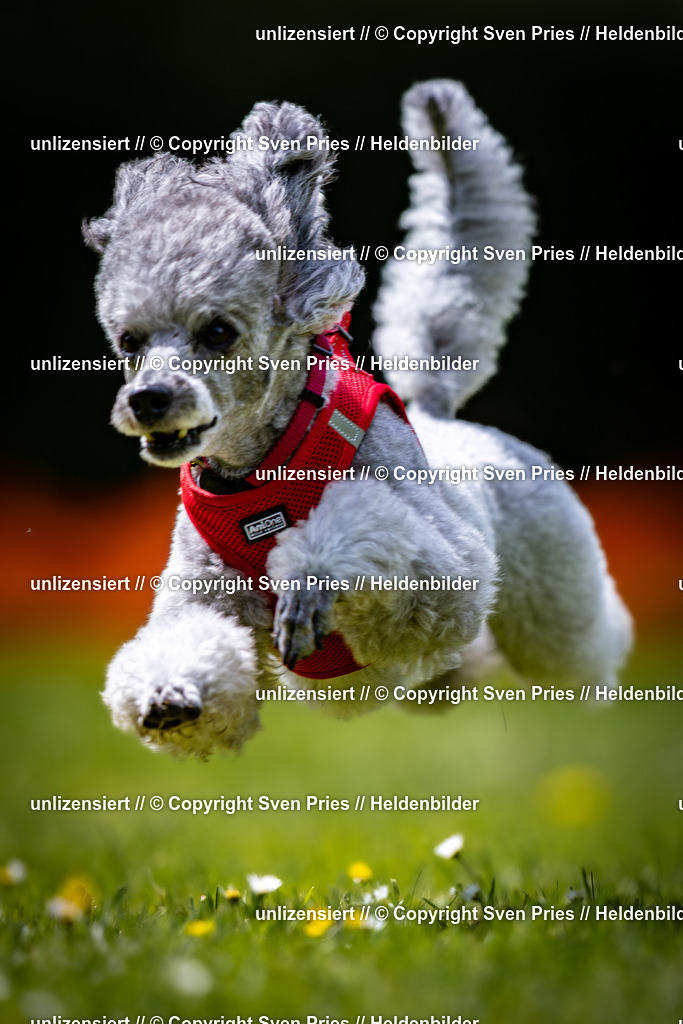 Sven Pries | 2026-05-14 - Hunderennen KA Durlach Vatertag 2026 - Realisiert mit Pictrs.com