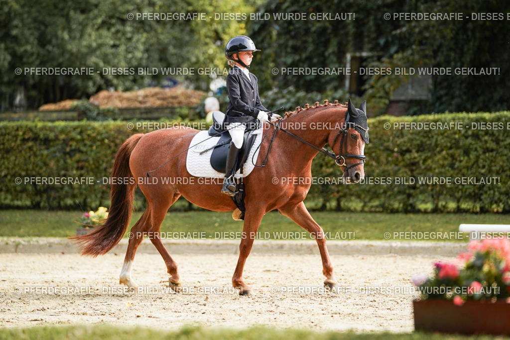 DSC04886 | Pferdegrafie