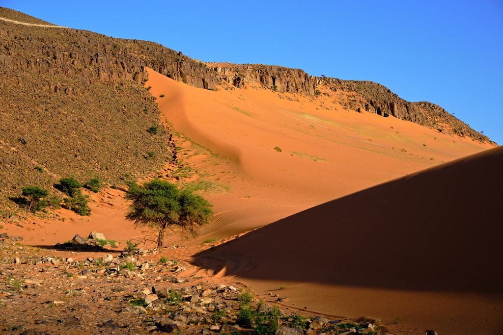 Wüstenlandschaft mit Baum im Abendlicht | Marokko - November 20, 2024: Wüstenlandschaft mit Baum im Abendlicht. - Realisiert mit Pictrs.com