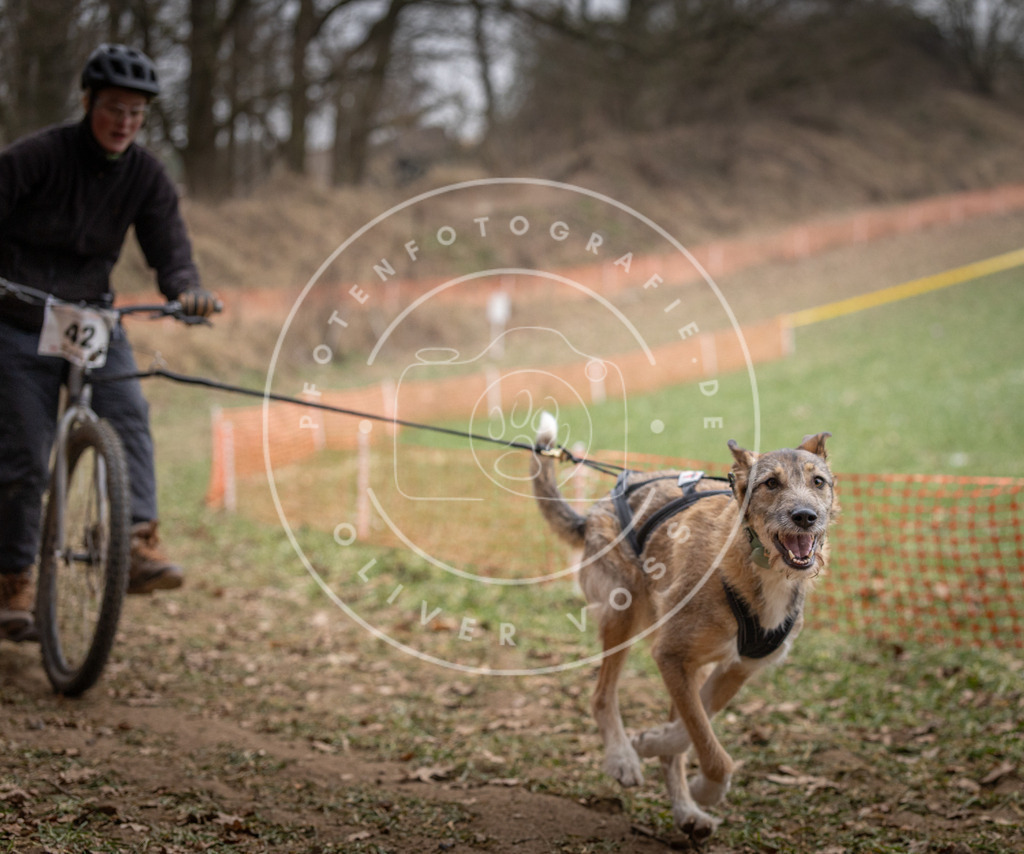 Pfotenfotografie_DV3A6667 | Hundefotografie, Tierfotograf, Pfotenfotografie, Fotoshooting Hund, Hunde Portrait, Hundesport, Hundeportraits, Heideshooting, Hunde, Sportfotograf, Hundefotograf, Turnierhundsport, THS,  - Realisiert mit Pictrs.com