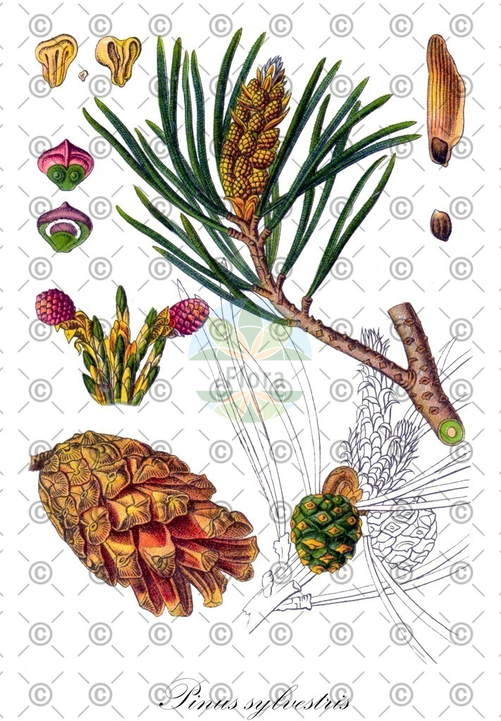 HistAbb_wfo-0001062987_1_ENZY_Simple | Historische Abbildung von Pinus sylvestris - Pinaceae (Gewöhnliche Kiefer;Wald-Kiefer;Föhre;Wald-Föhre;Kiefer;Kienbaum) | Historical Illustration of Pinus sylvestris - Pinaceae (scots pine;scotch pine;pin d'écosse;common pine;norway fir;red pine;redwood;scots fir)