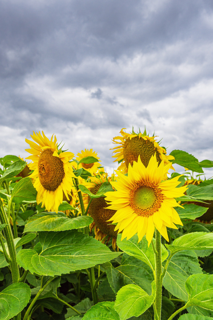 Sonnenblumenfeld zwischen Stäbelow und Clausdorf bei Rostock | Sonnenblumenfeld zwischen Stäbelow und Clausdorf bei Rostock.