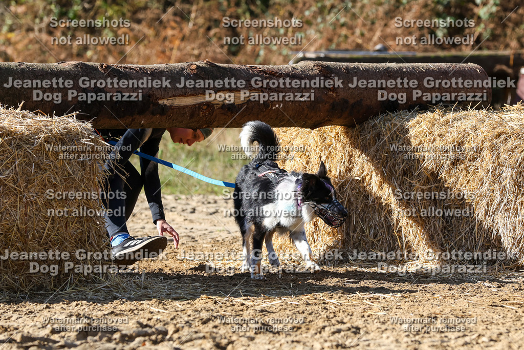Dog Paparazzi - Strongdog 10-25-4755 | Dog Paparazzi Jeanette Grottendiek Fotografie & Videografie - Realisiert mit Pictrs.com