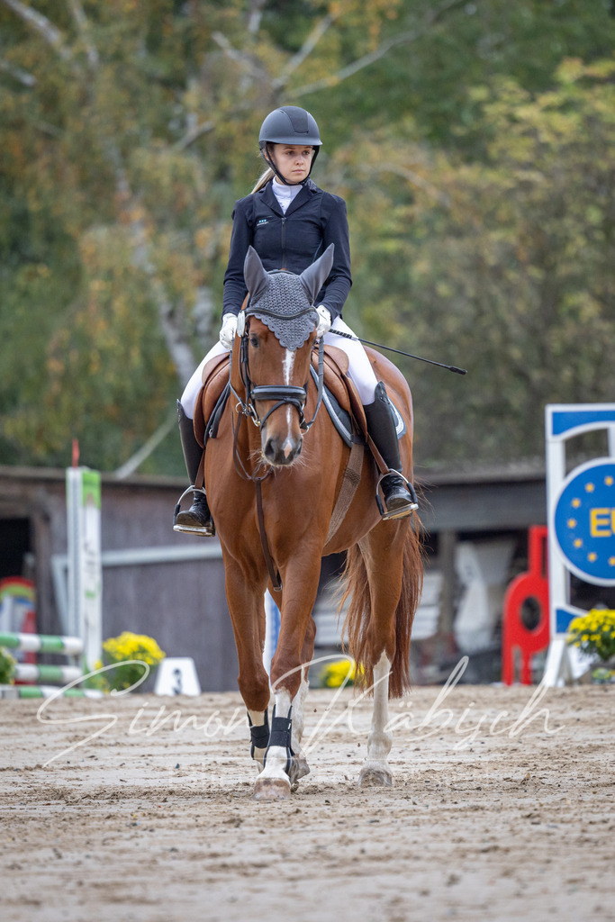 20251012-_3LI2598 | Tierfotografie Pferde, Hunde, Katzen, Haustiere.
Turnierfotografie Reitturniere, Reiten, Springreiten, Dressur in Hanau, dem Main-Kinzig-Kreis und dem Rhein-Main- Gebiet um Frankfurt