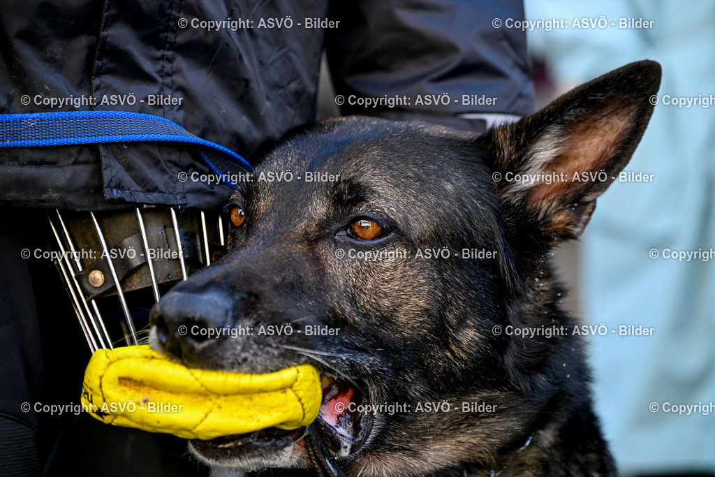ASVÖ_ Tracking Dog World Championship 2025_ 31.03.2025-258 | 31.03.2025, AUT, ASVÖ, Tracking Dog World Championship // FCI IGP Fährtenhundeweltmeisterschaft 2025©fodo.media / Harald Dostal - Realisiert mit Pictrs.com