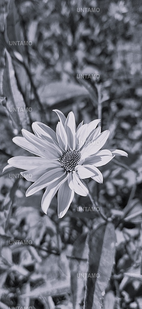Blume intensivSW | untamo - Realisiert mit Pictrs.com