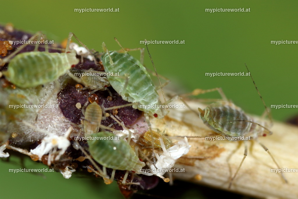 Aphis gossypii-004 | Das Bilderarchiv über Tiere, Planzen und Landschaften. In der Bilddatenbank finden Sie ein große Auswahl an hochwertigen Bilder für Ihre Werbung - Realisiert mit Pictrs.com