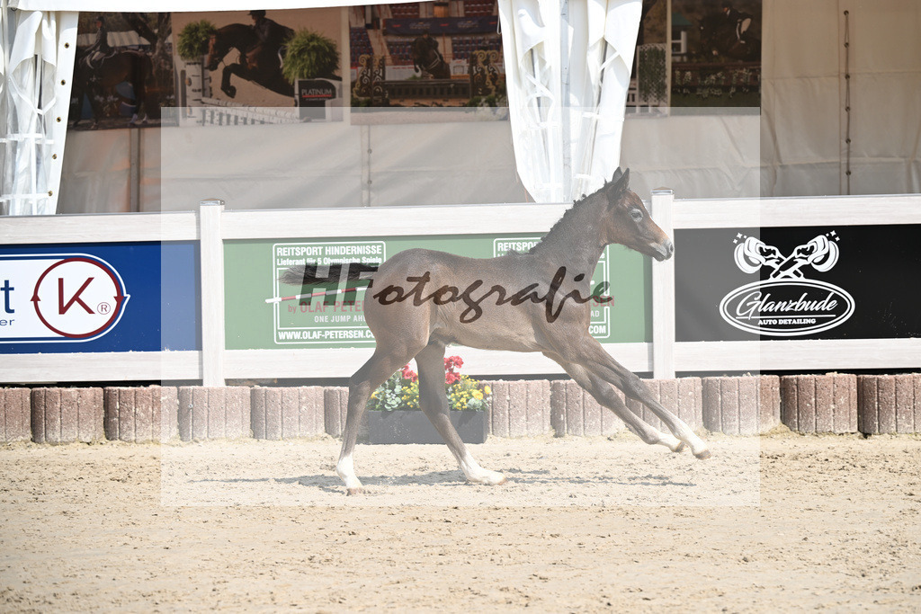 Dia Corrado x Carpalo_HF_Stierle_12250294 | hf-fotografie - Realisiert mit Pictrs.com