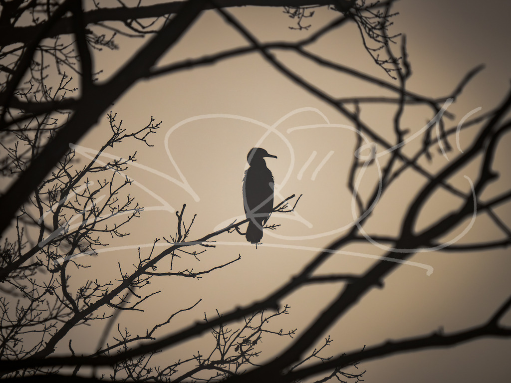 Kormoran im Nebell | Naturschönheiten aus Deutschland. Pflanzen und Tiere, Insekten und Naturschauspiele. Alle schönen Details, die uns umgeben, fotografiert von Michi Moc.  - Realisiert mit Pictrs.com